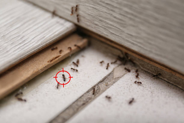 Best Residential Pest Control  in Caledonia, WI
